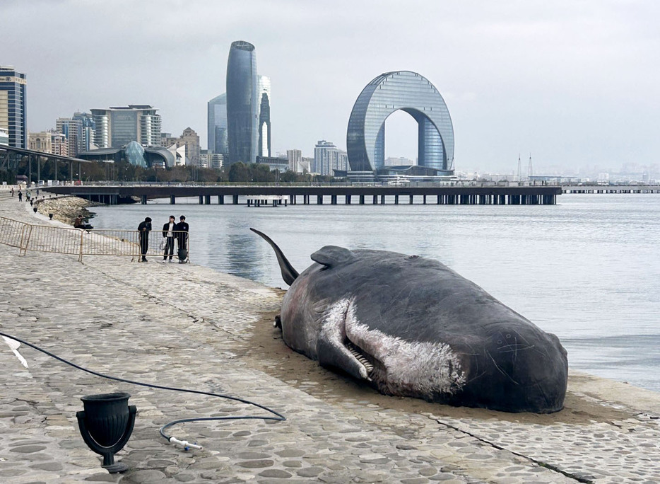 COP29が開かれているアゼルバイジャン・バクーのカスピ海沿岸に置かれたクジラの巨大模型＝17日（共同）