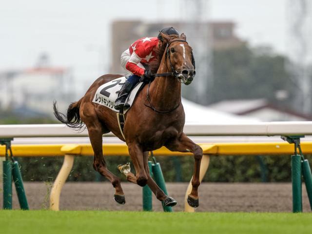 東スポ杯2歳Sに出走予定のレッドキングリー(撮影：下野雄規)