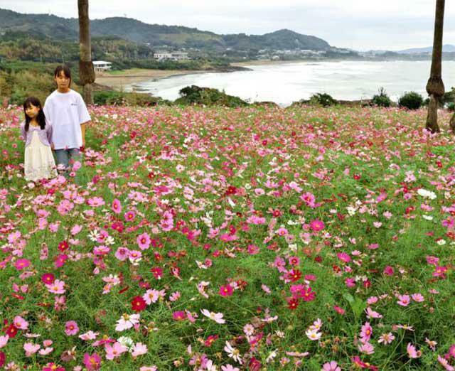 日向市幸脇の金ケ浜ビュー園地で日向灘を背景に咲き誇るコスモス