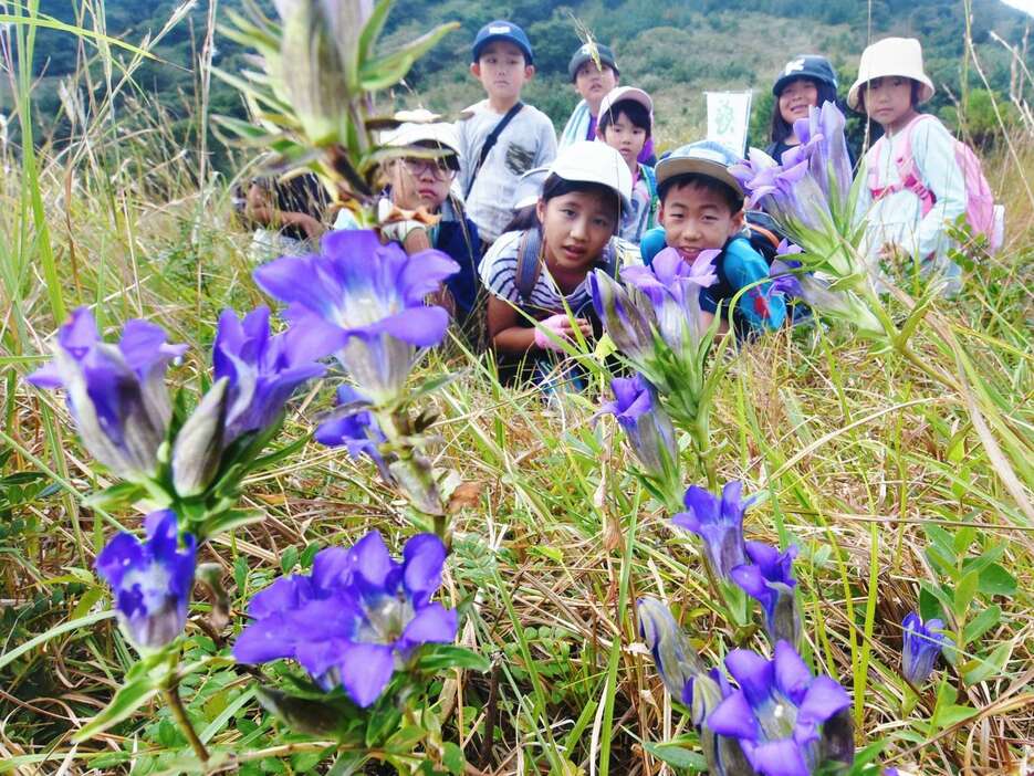 かれんな花を咲かせるリンドウ＝３日、南さつま市大浦町の高ボ子山