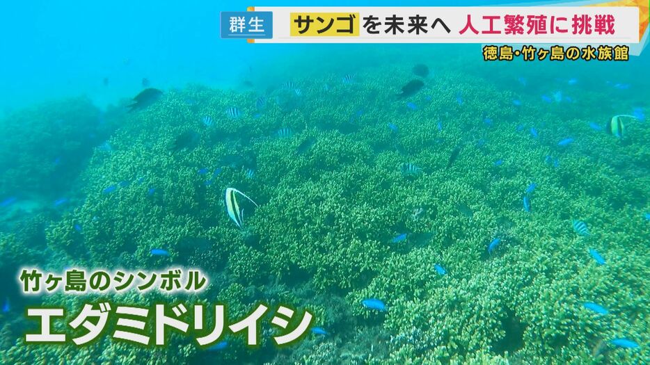 島のシンボル「エダミドリイシ」