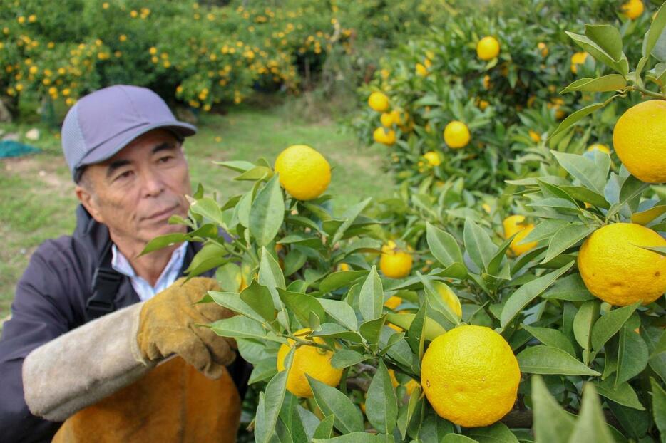 ふっくらと育ち、さわやかな香りを漂わせるユズ＝神河町根宇野