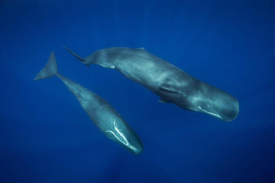 ドミニカの海で並んで泳ぐ2頭のマッコウクジラ。彼らはエコーロケーション（反響定位）を利用して深海の闇の中で狩りをする。（PHOTOGRAPH BY BRIAN SKERRY, NAT GEO IMAGE COLLECTION）