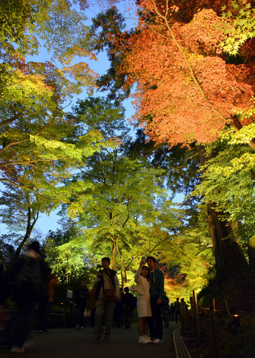 中尊寺境内の参道で、赤や黄に色づいた木々を夜空に浮かび上がらせている紅葉銀河