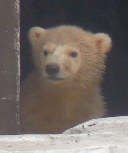 [写真]ホッキョクグマの赤ちゃんの名前を投票で募集