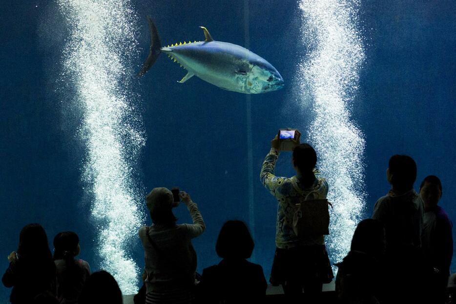 巨大な水槽に最後の1匹が泳ぐ（ロイター/アフロ）