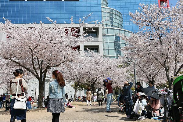 [写真]扇町公園では花見ランチを楽しむ人も。満開のサクラの下で気持ちよさそう。後方は関西テレビ=2日午後3時ごろ、大阪市北区で