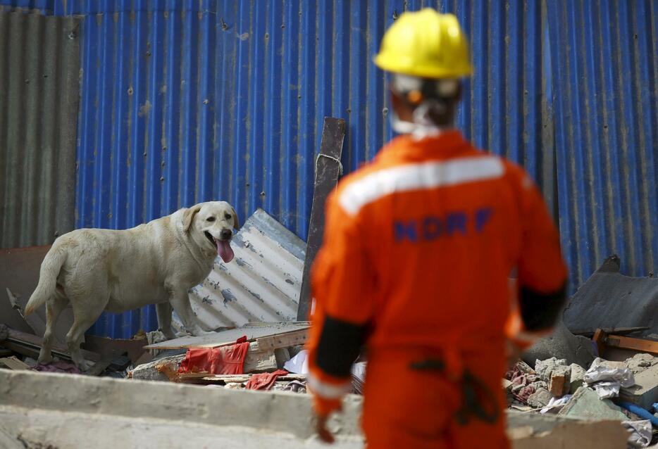 被害者を探す災害救助犬＝2015年4月28日（写真：ロイター/アフロ）