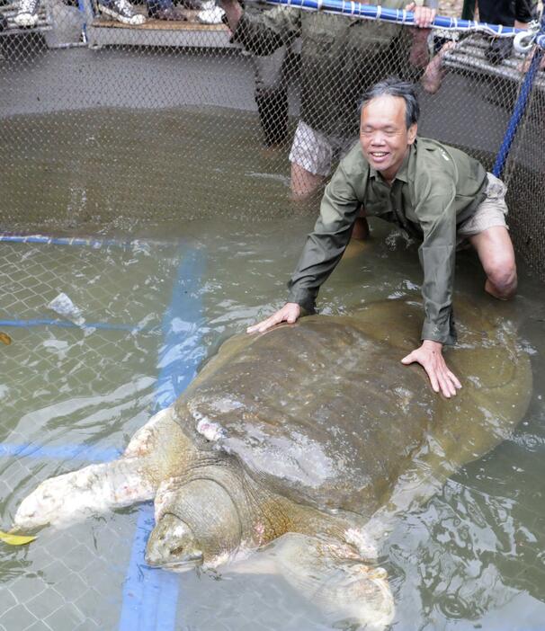 ベトナムの巨大スッポン　治療のため捕獲＝2011年4月3日（写真：ロイター/アフロ）