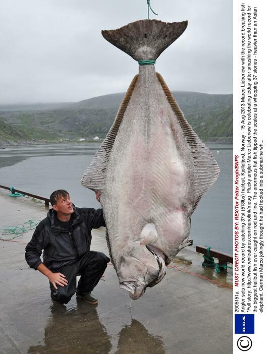 230キロ超巨大オヒョウ　独男性が釣り上げる＝2013年8月15日（写真：Rex Features/アフロ）