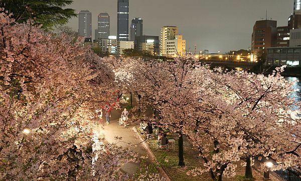 [写真]天満橋付近、大川沿いに咲くサクラ。奥の方に見えるビルは大阪ビジネスパーク=5日午後9時半ごろ、大阪市北区で