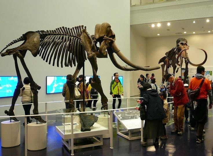 [写真]北海道博物館ではマンモスとナウマン象の骨格が向き合うように展示されている