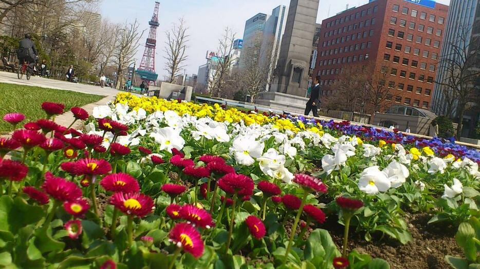 [写真]春用の花壇に植え替えられた札幌大通公園。奥はさっぽろテレビ塔