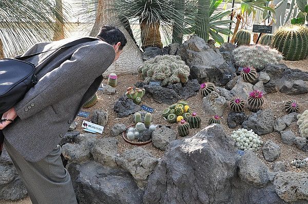 [写真]職員の専門技術で鮮やかな花を咲かせるサボテンを観賞する入館者