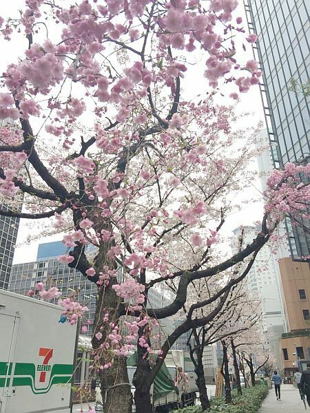 [写真]大阪駅前ビル付近ではしだれ桜とソメイヨシノが競演=1日午後4時半ごろ、大阪市北区で