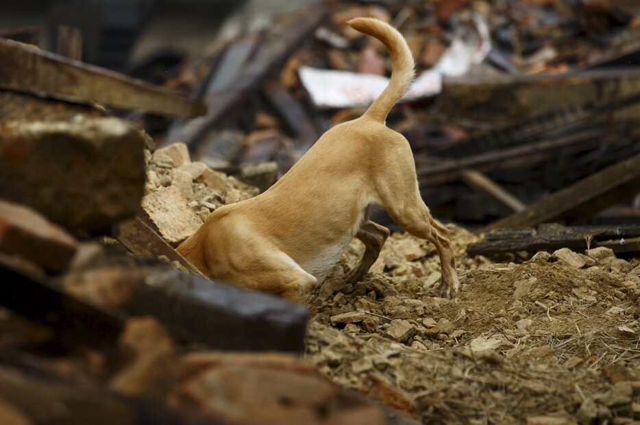 がれきの下の被災者を探す救助犬＝2015年4月28日（写真：ロイター/アフロ）