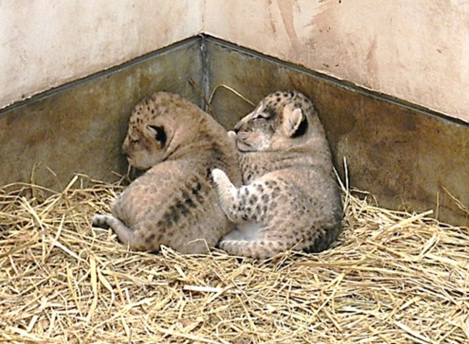 ライオンの赤ちゃん（動物園ホームページより）