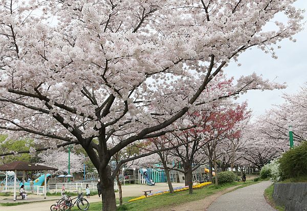 [写真]曇天模様のもと満開のサクラ。この後、雨が降り始め、この光景も見納め？=3日午後12時ごろ、大阪市港区で