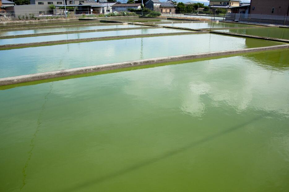 [写真]大和郡山市内の金魚の養殖池（写真：GYRO PHOTOGRAPHY/アフロイメージマート）