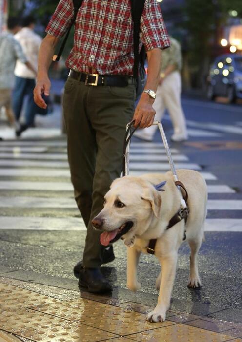 [写真]被害男性と街を歩くオスカー。オスカーは、「盲人を導く」盲導犬ではなく、目の役割を果たす対等なパートナー＝アイメイトだ