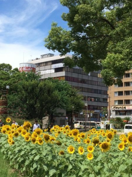 [写真]阪神尼崎駅前に咲くヒマワリ＝20日午後、兵庫県尼崎市で