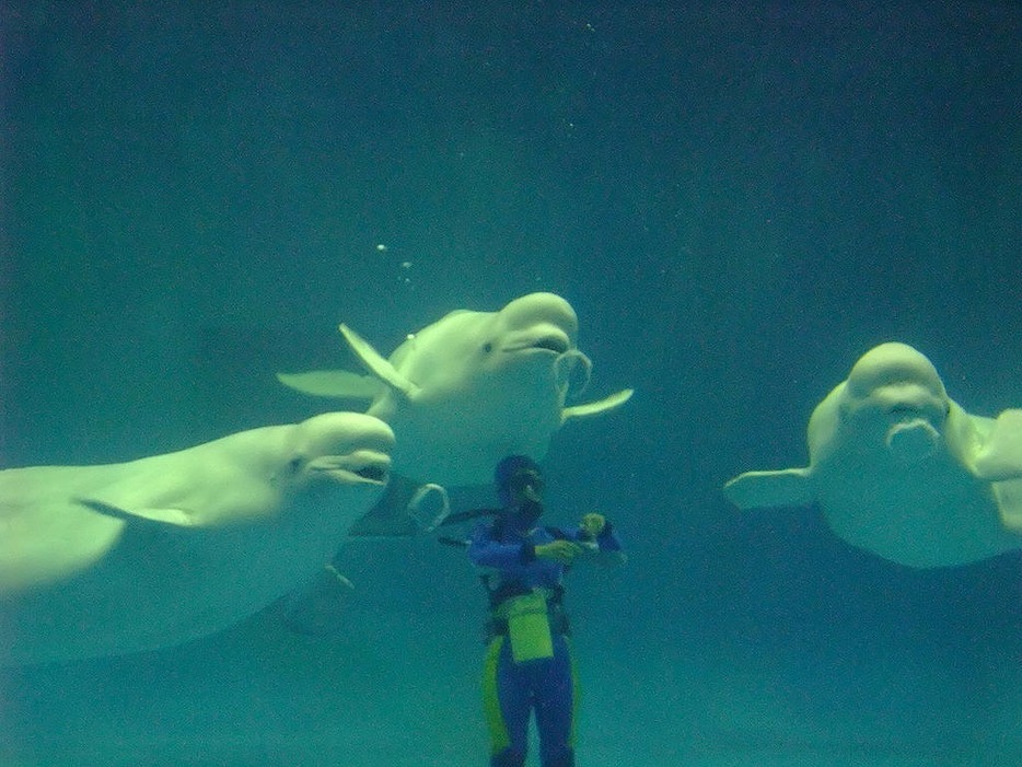 [写真]島根県立しまね海洋館アクアスのシロイルカは「バブルリング」を吐くことで有名（photo by Pagemoral）