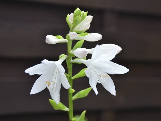 [画像]デンパークで展示される芳香ギボウシ