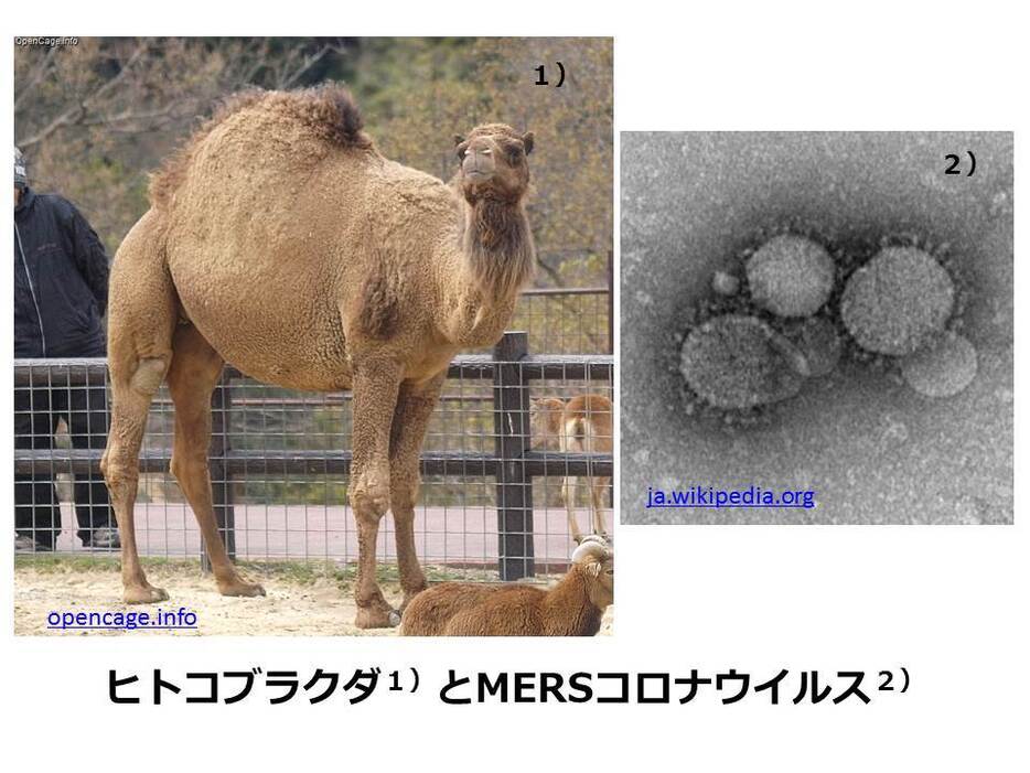 [画像]ヒトコブラクダとMERSコロナウイルス