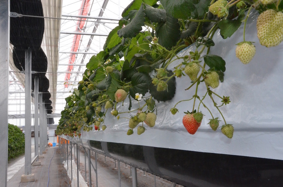 夏イチゴの生産が進む同社のビニールハウス