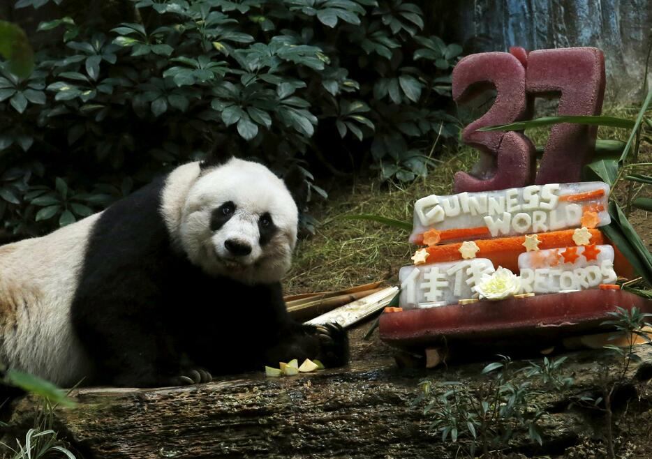 世界最高齢記録に並んだパンダの「Jia Jia」＝2015年7月28日（写真：ロイター/アフロ）