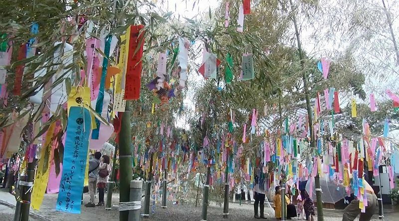 [写真]ボランティアが用意したという約40本の竹にカップルや子どもらが短冊を飾りつけていた=7日午後2時ごろ、大阪府交野市で