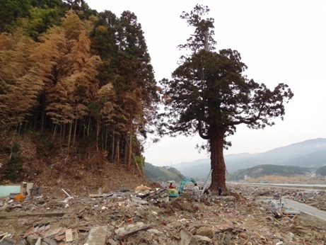 津波に流されなかった「天神の大杉」（2011年8月、「今泉天満宮の再建を支援する会」提供）