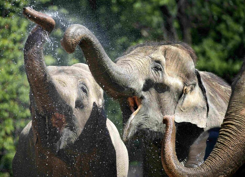 水を吹きかけられるゾウ（ドイツ）＝2015年7月3日（写真：ロイター/アフロ）