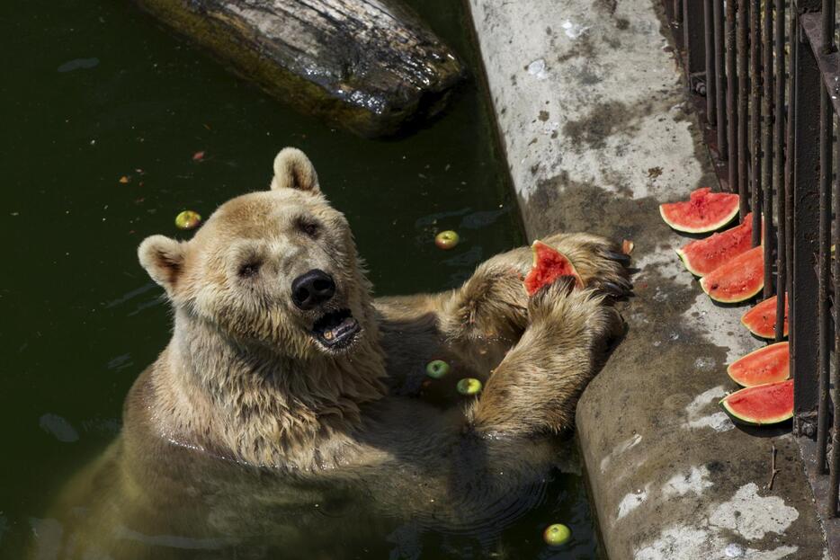 スイカを食べるホッキョクグマ（セルビア）＝2015年7月20日（写真：ロイター/アフロ）