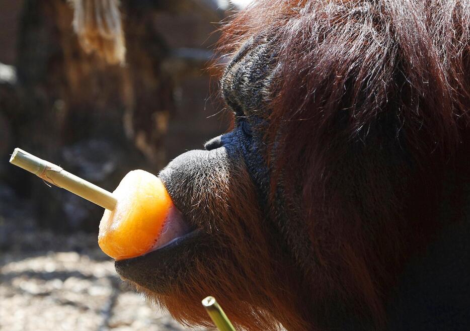 凍った果物を食べるオランウータン（イタリア）＝2015年7月2日（写真：ロイター/アフロ）