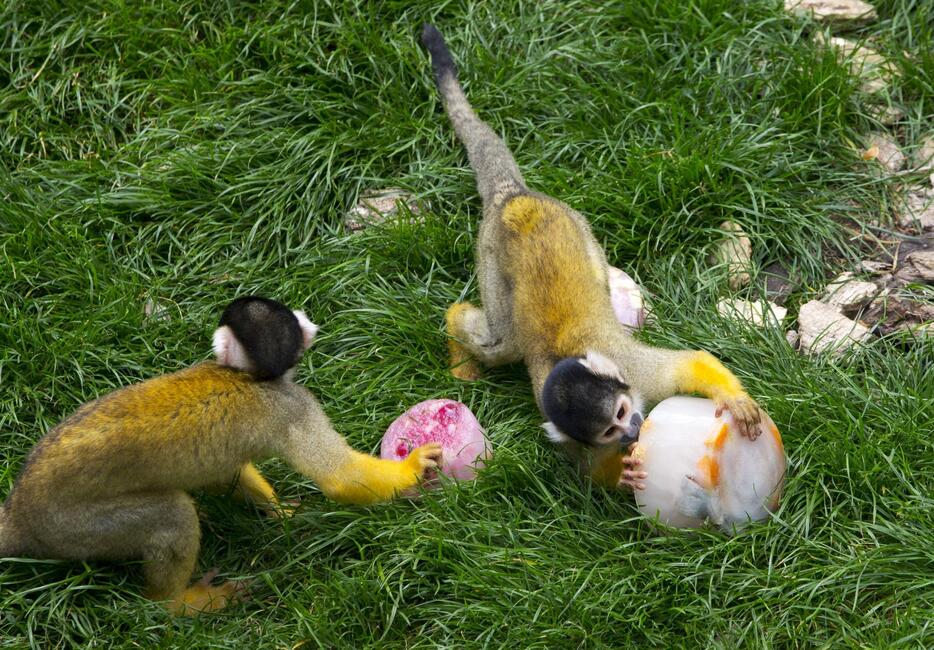 氷にかじりつくリス猿（ベルギー）＝2015年7月2日（写真：ロイター/アフロ）