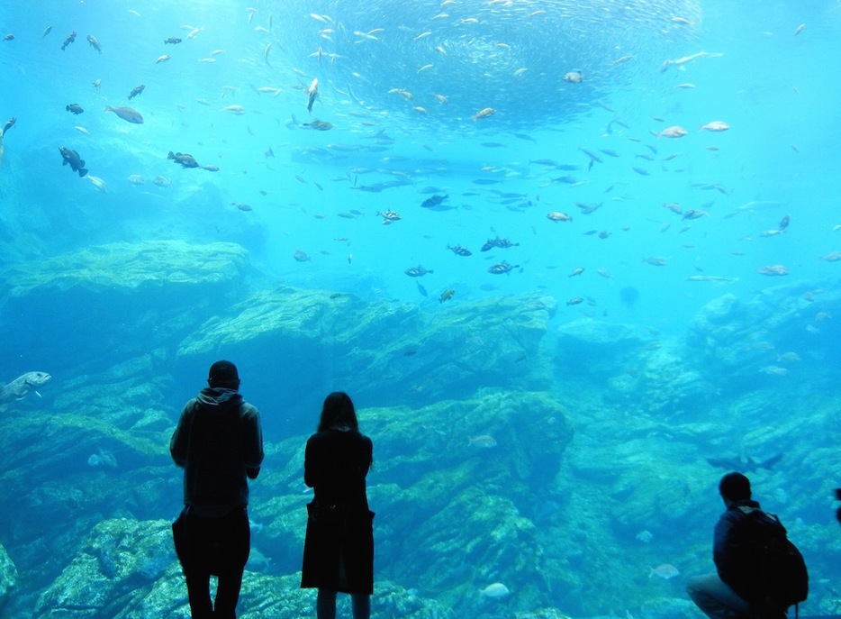 1日オープンした仙台うみの杜水族館の巨大水槽