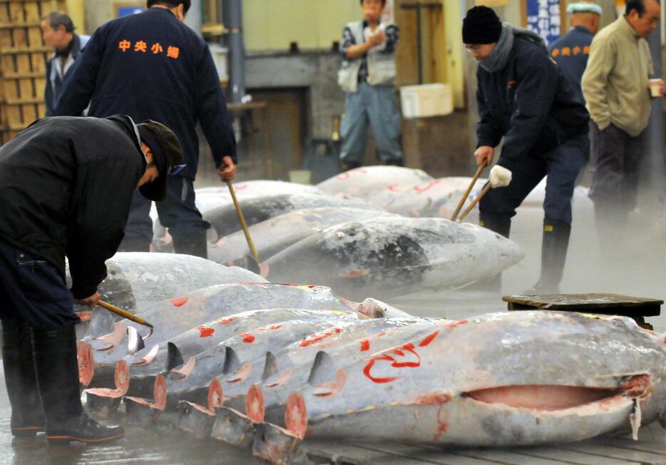 マグロの質を見定める水産仲卸業者＝1986年2月15日（写真：Natsuki Sakai/アフロ）