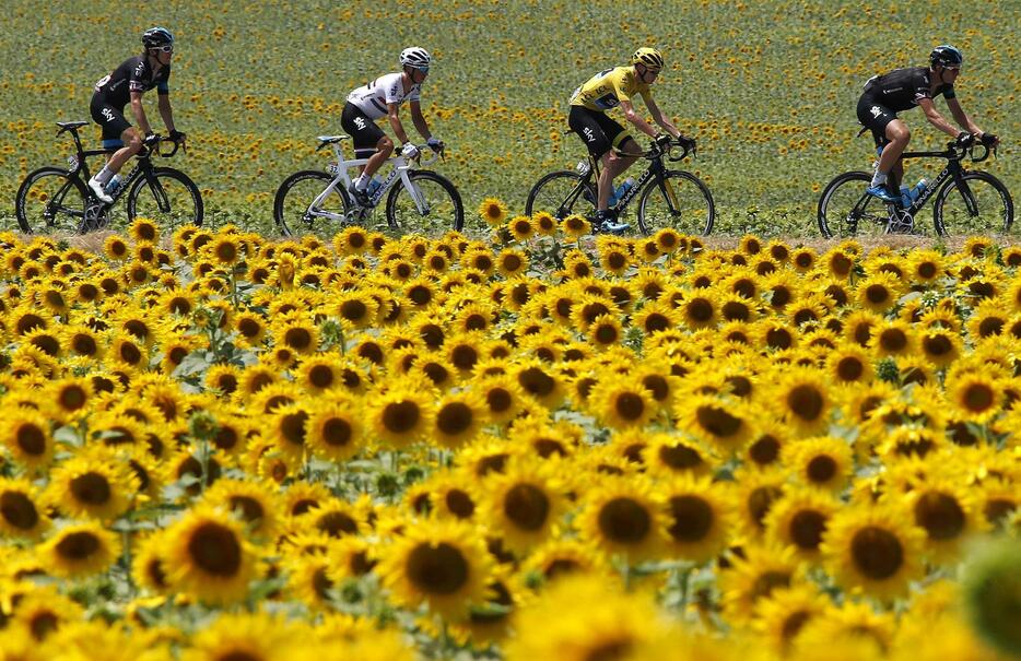 第13ステージを彩るひまわり畑＝2015年7月17日（写真：ロイター/アフロ）