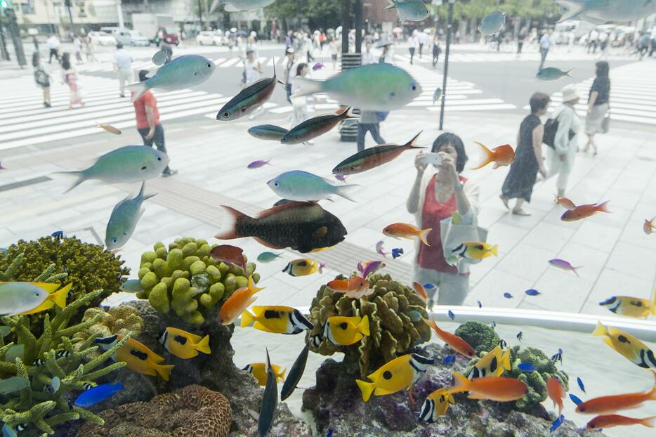 色とりどりの熱帯魚＝2015年7月24日（写真：Rodrigo Reyes Marin/アフロ）