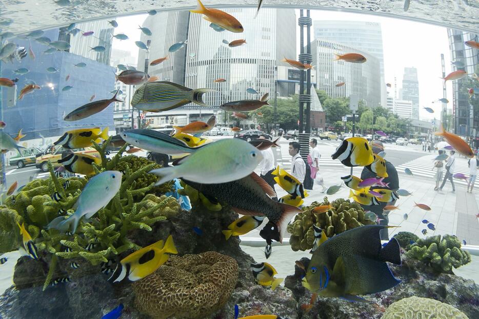 約800匹の魚が泳ぐ＝2015年7月24日（写真：Rodrigo Reyes Marin/アフロ）