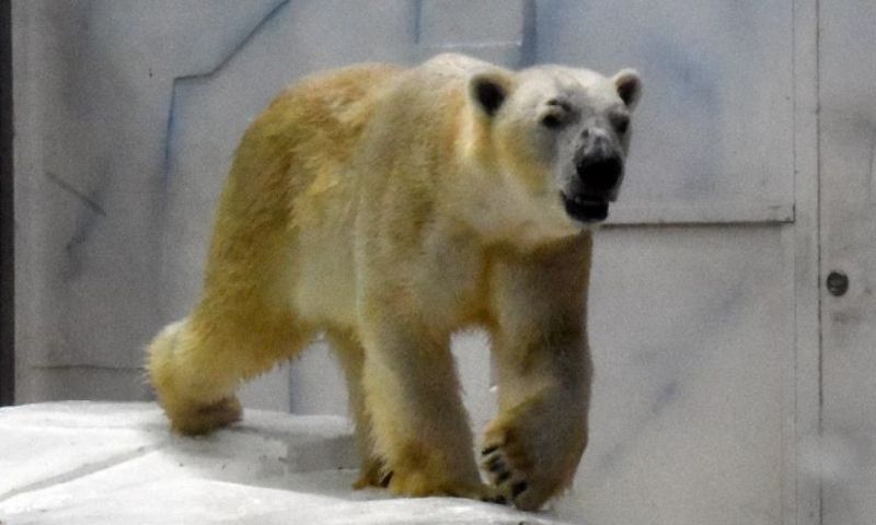 ［写真］天王寺動物園へ帰るホッキョクグマのゴーゴ（提供：アドベンチャーワールド）