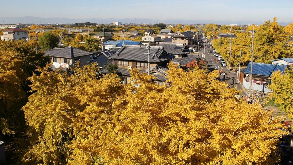 イチョウの木で黄金色に染まる秋の祖父江町（祖父江町商工会提供）