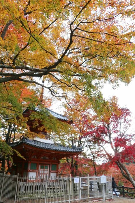 黄色のほか、まだ緑色残っており、鮮やかさが増す牛滝山大威徳寺の紅葉