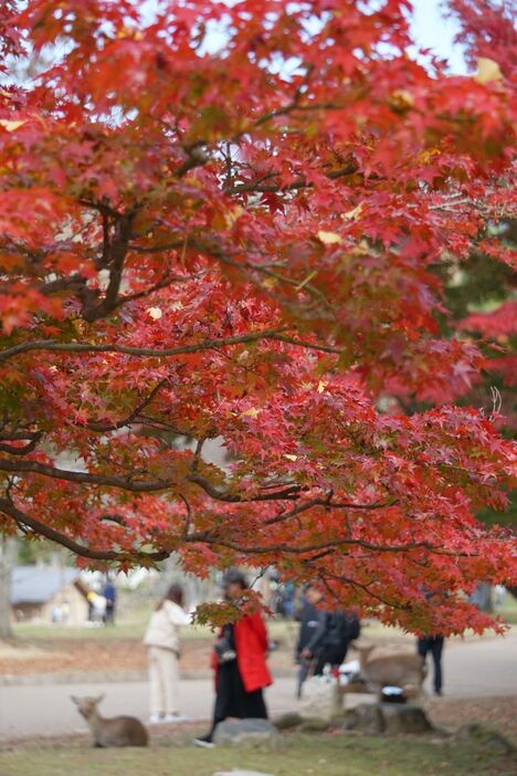 ［写真］赤く染まる木々の向こうには、シカと記念撮影をする観光客の姿も＝21日午後、奈良公園で
