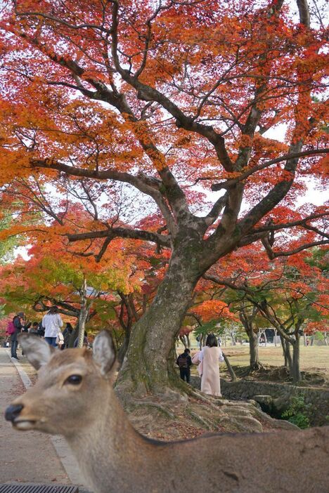 ［写真］真っ赤に染まる木々のもと、シカも紅葉見物を楽しむ？＝21日午後、奈良公園で