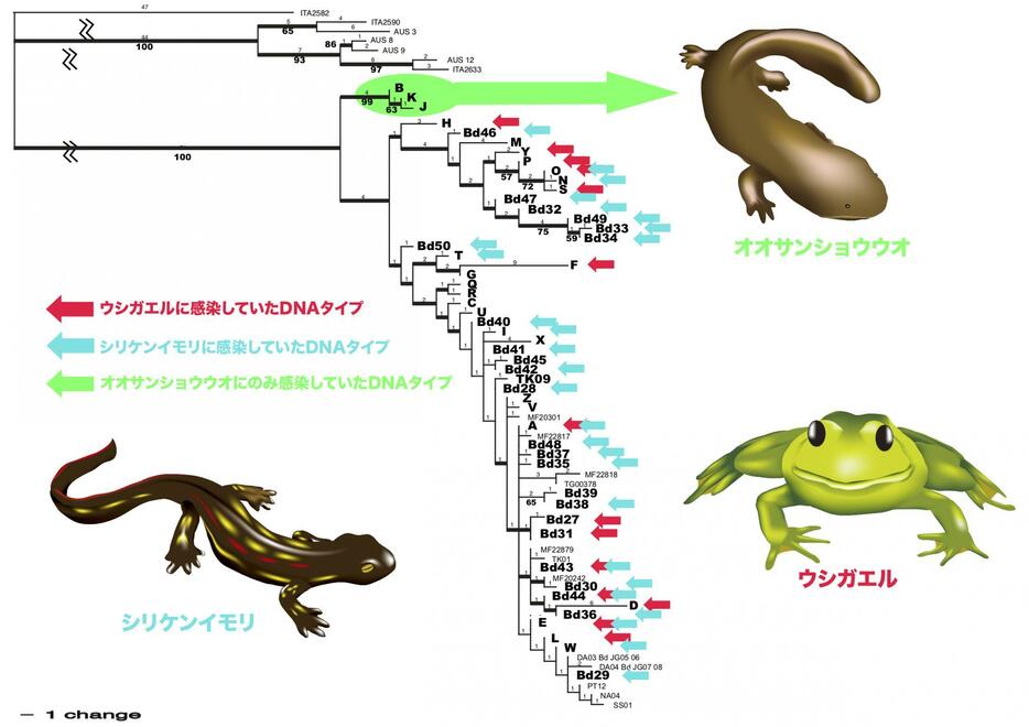 カエルツボカビ菌遺伝子系統樹（Goka et al， 2009およびGoka， 2010の情報を統合） オオサンショウウオに特異的なDNA系統が寄生し、その他の多様な系統がシリケンイモリに寄生していることが示された。現在さらに解析を進めている。