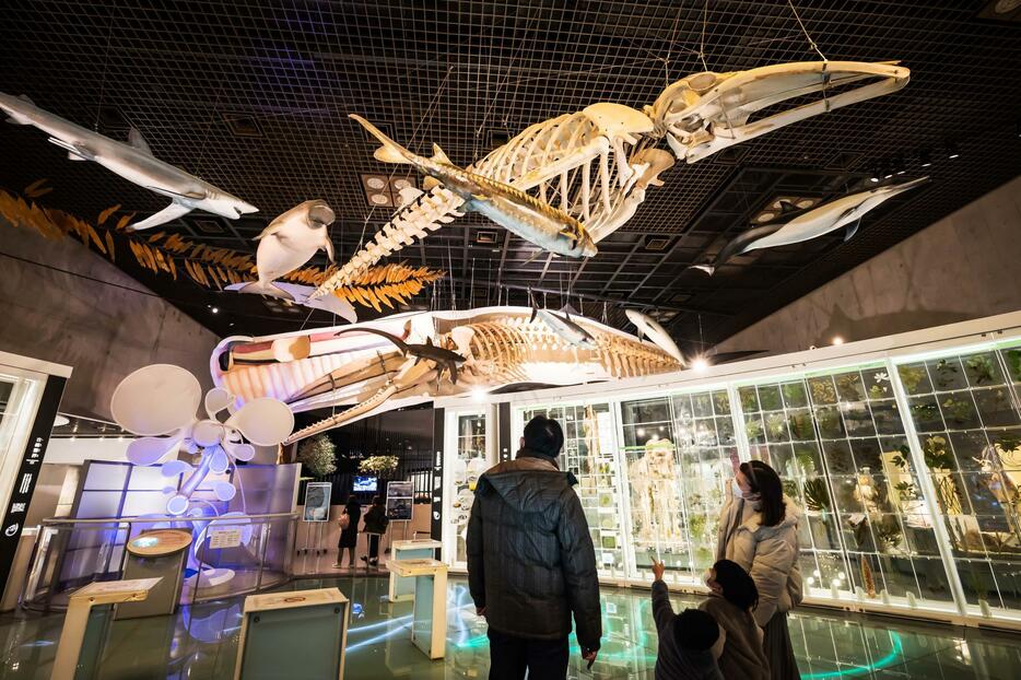 ある日の国立科学博物館（東京・上野）で。親子連れが天井からつるされたマッコウクジラの全身骨格標本に夢中になっていた