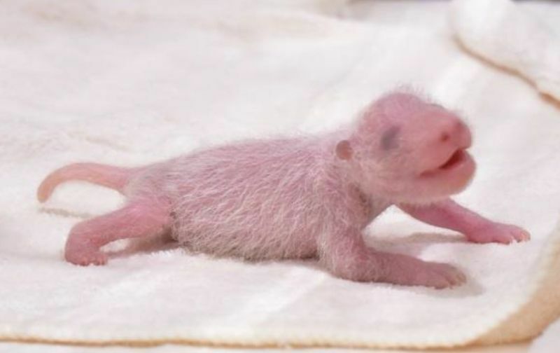 [写真]生後1週間を迎えたパンダの赤ちゃん。目のまわりや耳、鼻が少し黒くなっており、体の毛も濃くなってきた=21日、和歌山県白浜町で（提供：アドベンチャーワールド）