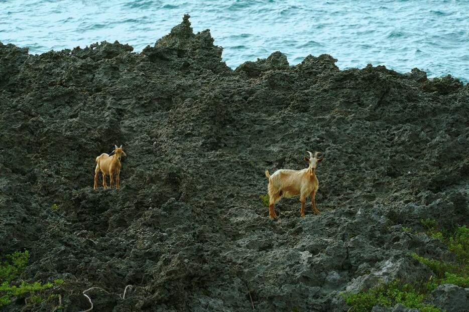 島のあちらこちらでヤギが飼われている。こんな岩場にもやって来る